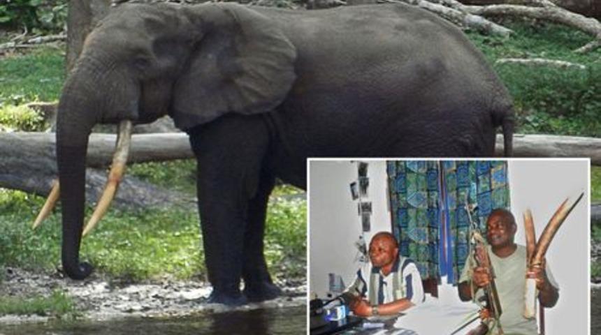 500’den fazla fili öldüren kaçak avcıya 30 yıl hapis!