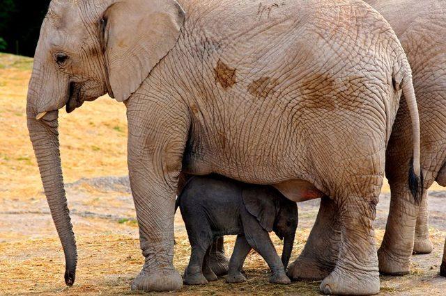 1_TOPSHOT-MEXICO-ANIMAL-ELEPHANTS