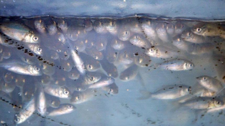 117 bin yavru sazan Denizli'deki göllere bırakıldı