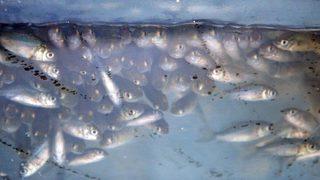 117 bin yavru sazan Denizli'deki göllere bırakıldı