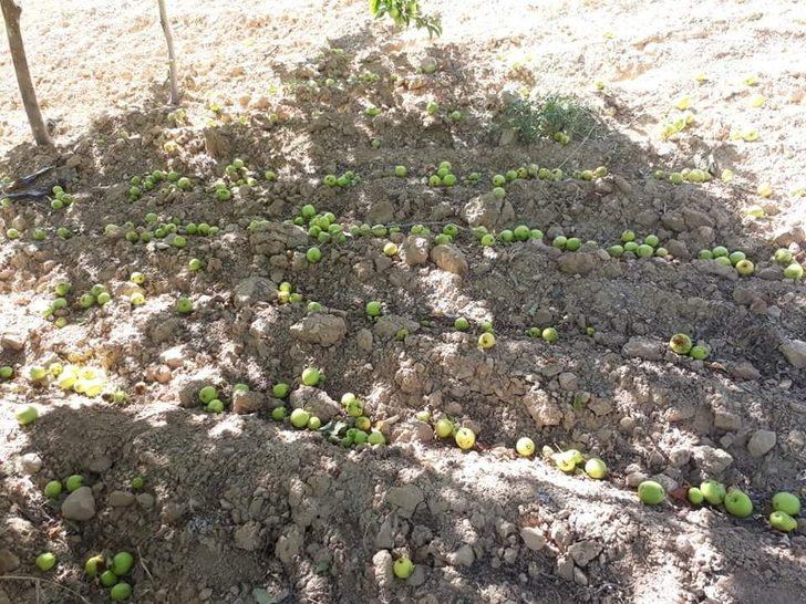 Kuvvetli rüzgar, elma bahçesine zarar verdi G4