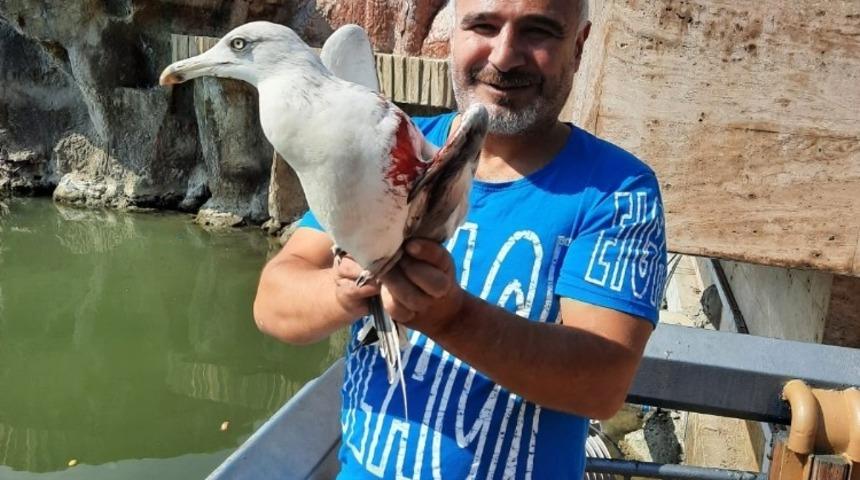 Yaralı martıyı tedavi ettirip doğaya bıraktı