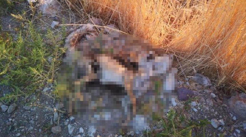 Ankara'da boş arazide telef olmuş k&ouml;pek, kedi ve tilki bulundu