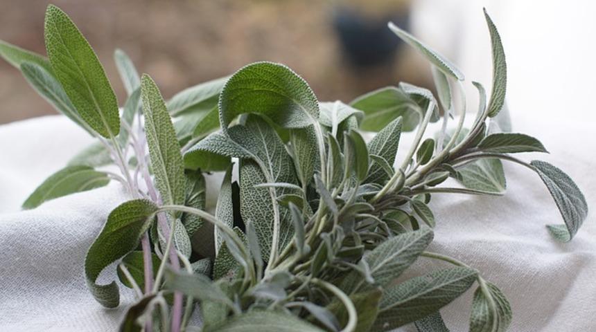 Ada &ccedil;ayı t&uuml;ketenler dikkat! Bunları bilmiyorsunuz... Cilt, kas, kalp, solunum ve...