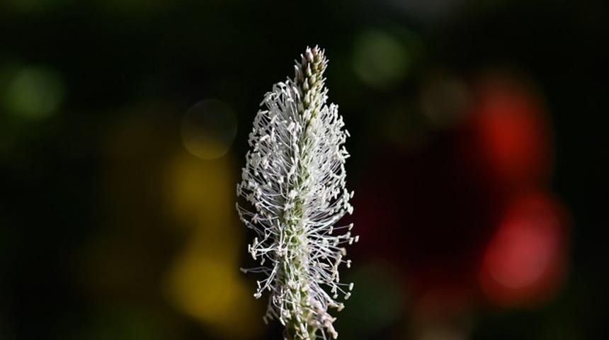 Kanı temizliyor, ağız sağlığını koruyor! Bu otu hala kimse bilmiyor...