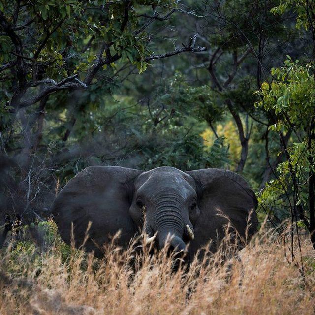 2-protecting-elephants-poachers-zimbabwe-female-army-5f3cd272c6bbb__700