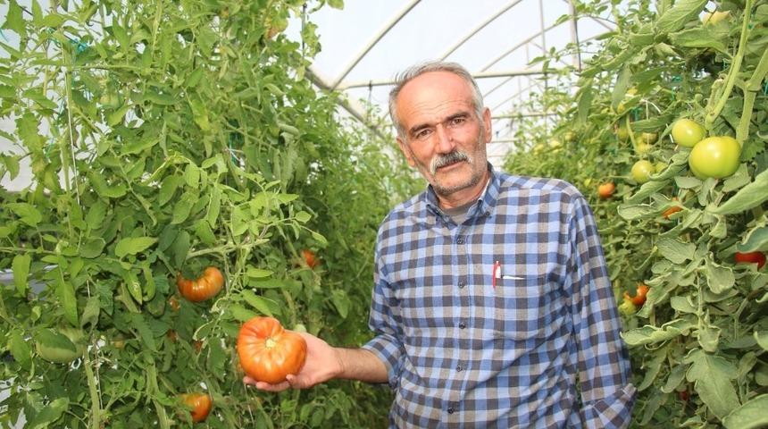 Kiloluk Domatesler Yetiştiriyor