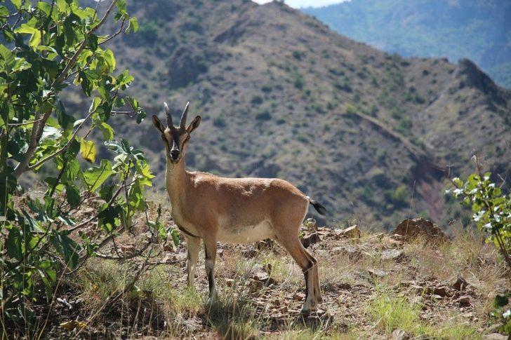 Yaban keçisi objektife poz verdi G1