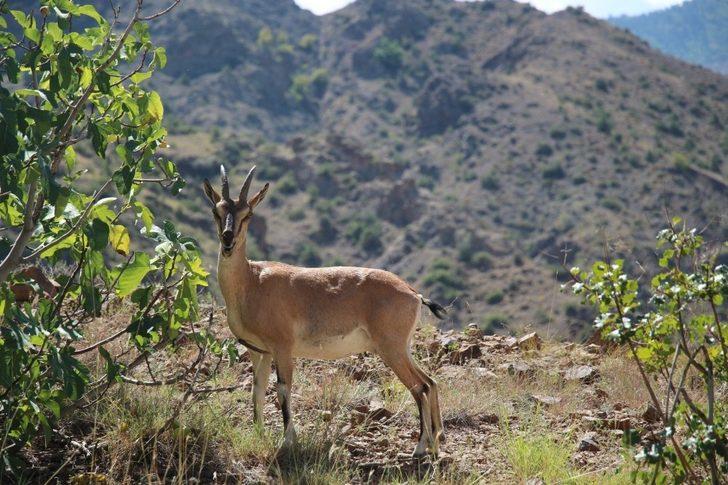 Yaban keçisi objektife poz verdi G2