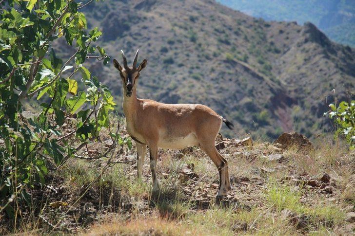 Yaban keçisi objektife poz verdi G3
