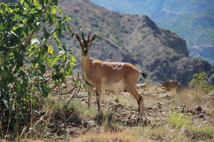 Yaban keçisi objektife poz verdi G4