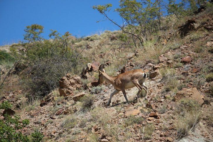 Yaban keçisi objektife poz verdi G5