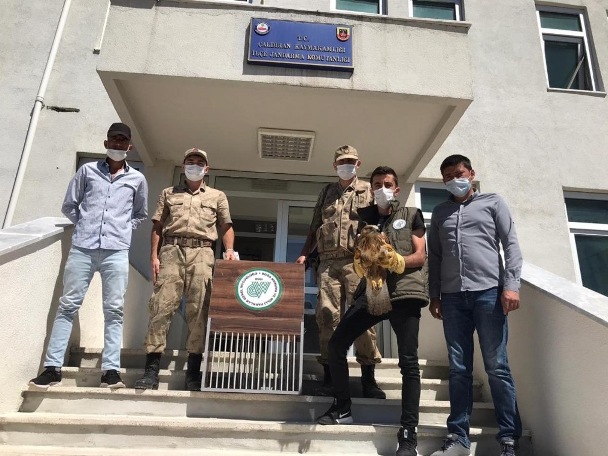 Yaralı kuşlar ve kirpi tedavi altına alındı