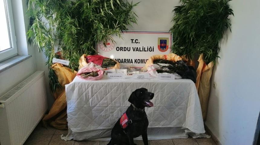 Ordu&rsquo;da uyuşturucuya sıkı kontrol