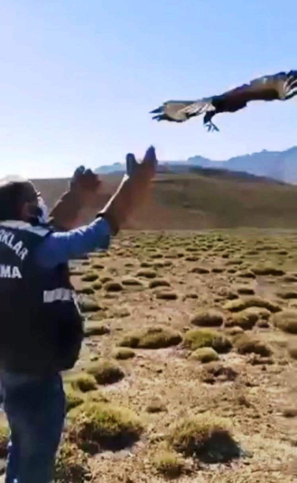 Tedavileri tamamlanan Kızıl Şahin ile yavru Kurt, doğaya bırakıldı