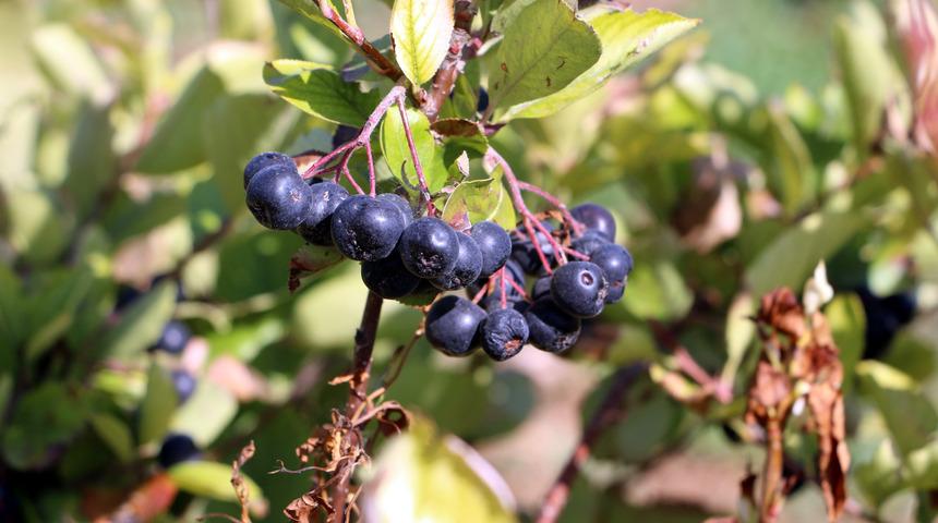 Kuzey Amerika meyvesi 'aronya', Tokat'ta yetişiyor 