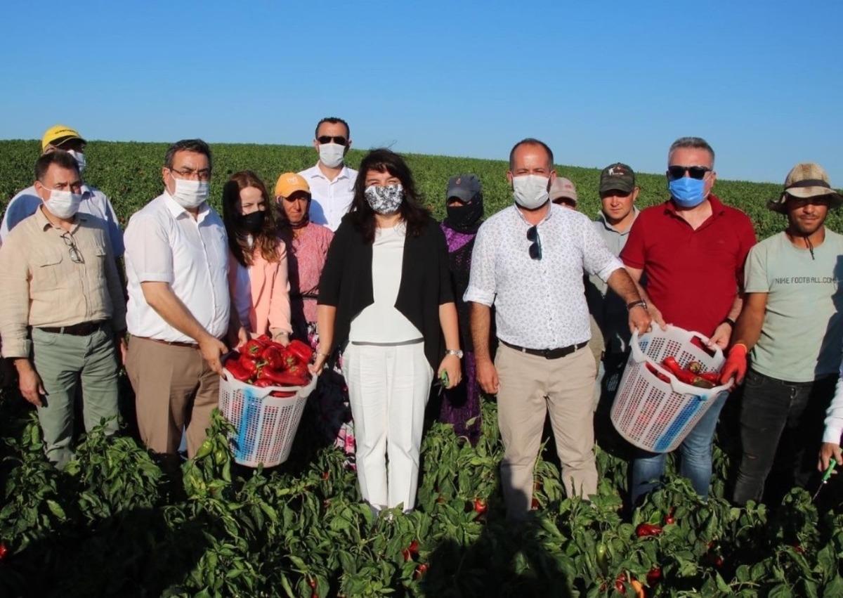 İskenderoğlu Yenice&rsquo;de kapya biber hasadına katıldı