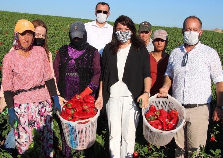 İskenderoğlu Yenice’de kapya biber hasadına katıldı G2