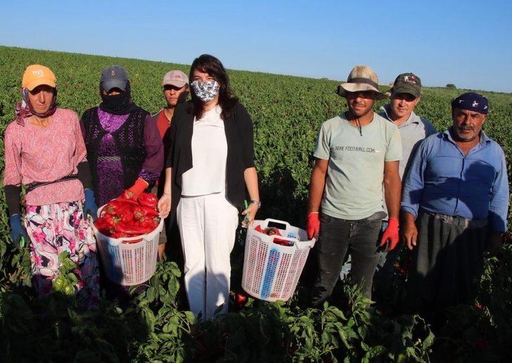 İskenderoğlu Yenice’de kapya biber hasadına katıldı G4