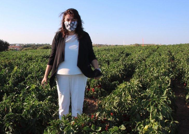 İskenderoğlu Yenice’de kapya biber hasadına katıldı G5