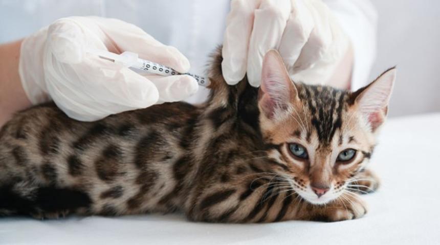 Kediler i&ccedil;in &uuml;retilen ila&ccedil; insanlarda korona tedavisinde kullanılabilir