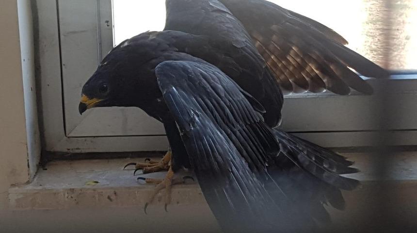 Yaralı şahin tedavi edilerek doğaya salındı