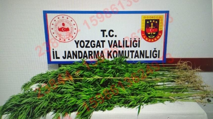 Yasadışı kenevir ekimine su&ccedil;&uuml;st&uuml;: 2 kişi tutuklandı