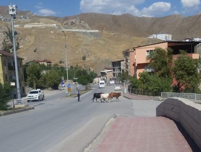 Başıboş inekler kaçtı zabıta kovaladı