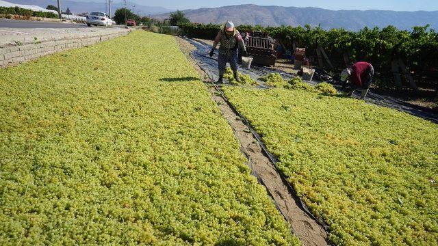 Açıklanan kuru üzüm fiyatı çiftçileri ve TARİŞ’İ sevindirdi