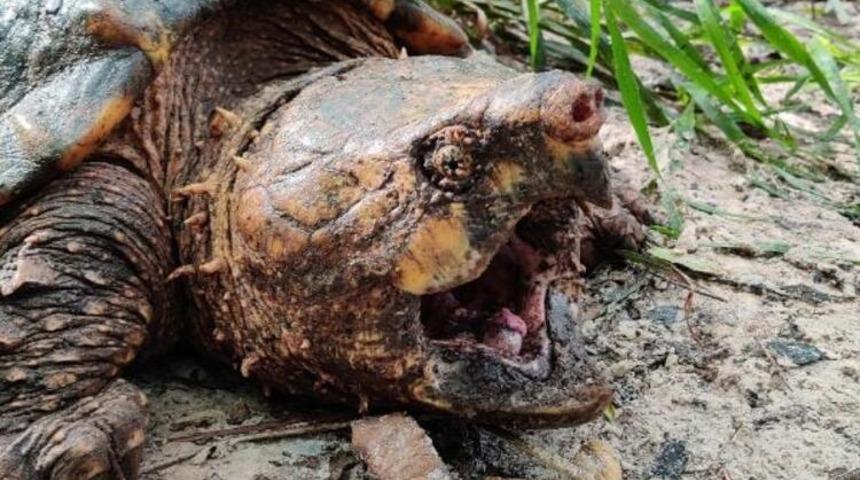 Dünyanın en büyük timsah kapan kaplumbağası yakalandı