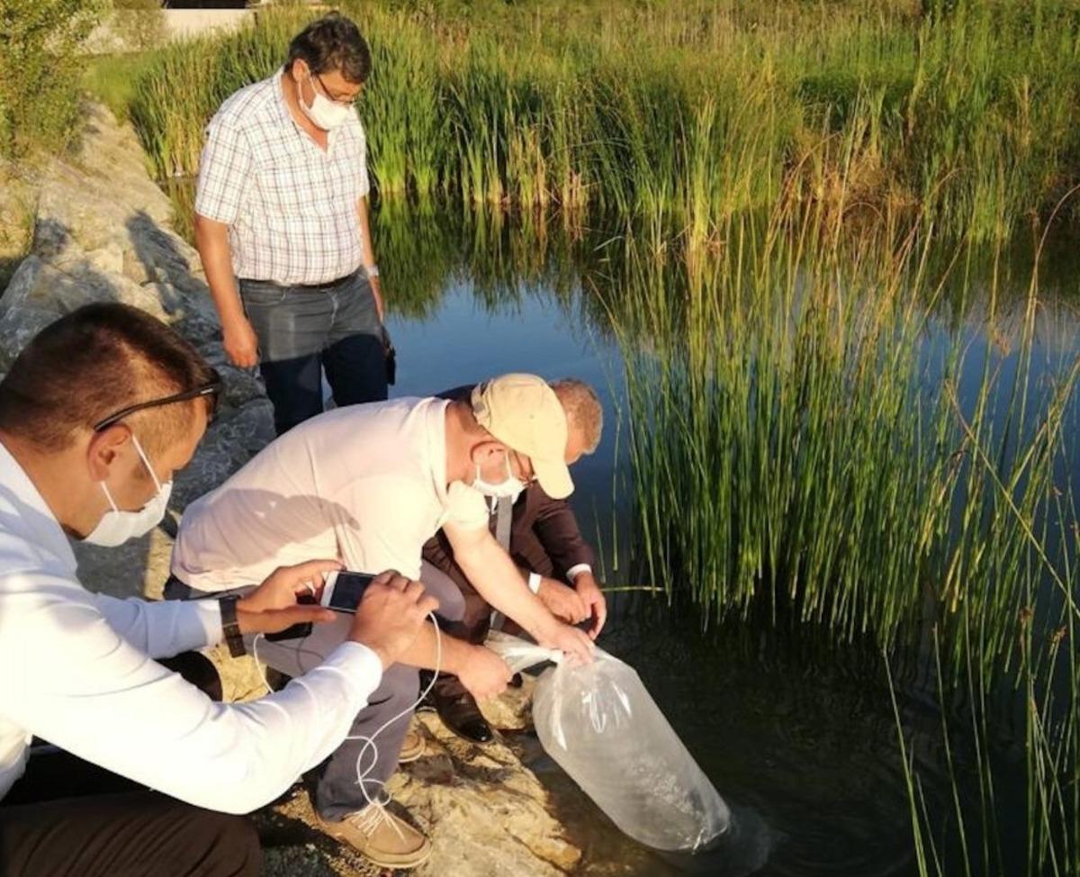 Bartın &Uuml;niversitesi&rsquo;ndeki g&ouml;lete 5 bin yavru sazan balığı bırakıldı