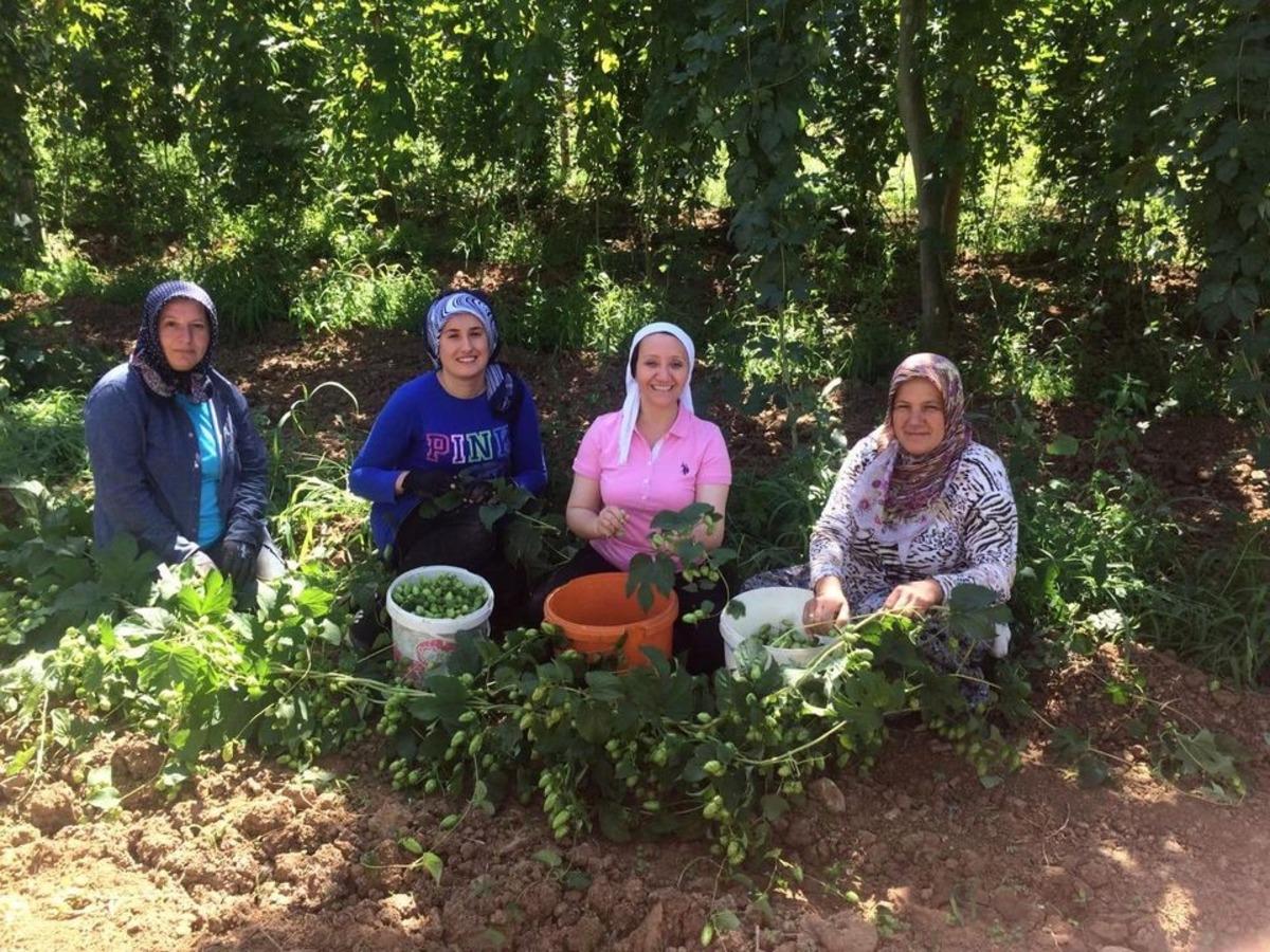 Kadın başkan şerbet&ccedil;ioğlu hasadında