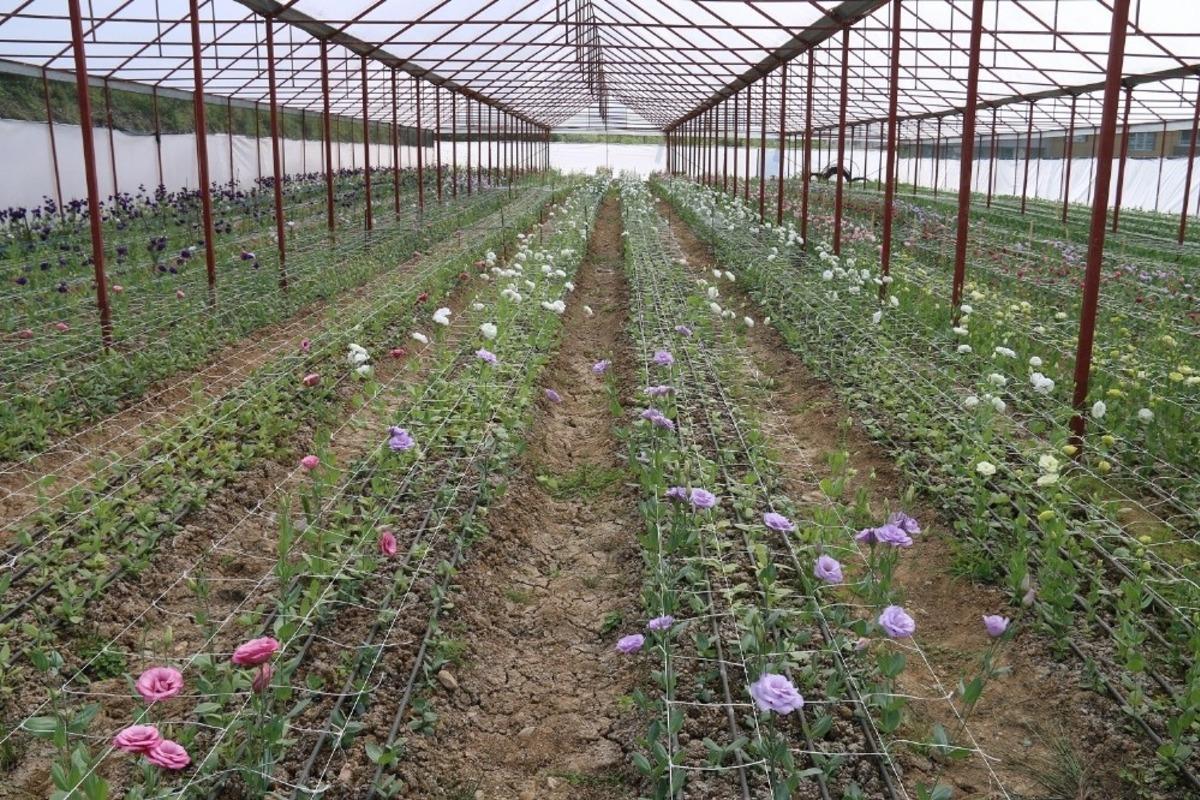 Ordu&rsquo;da lishianthus &ccedil;i&ccedil;eği hasadı