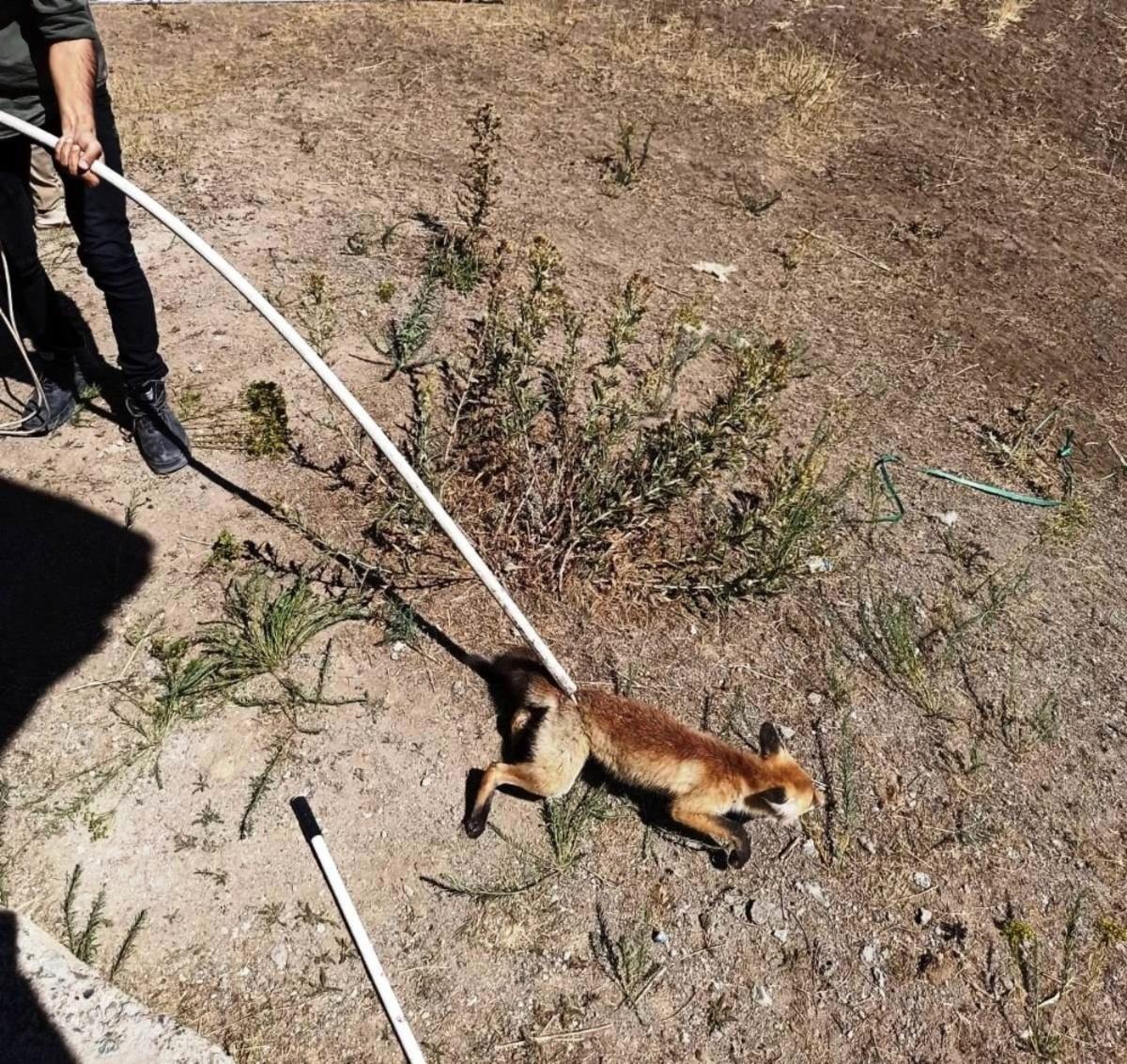 Su kuyusuna d&uuml;şen tilki, itfaiye ekipleri tarafından kurtarıldı