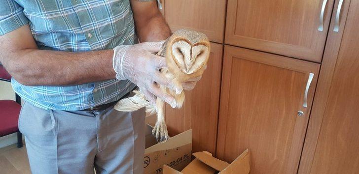 Vatandaşların yaralı olarak bulduğu baykuş, leylek ve sincap tedaviye alındı G2