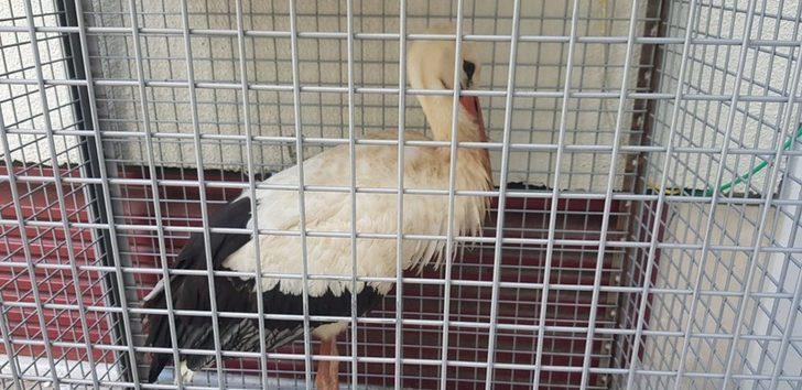 Vatandaşların yaralı olarak bulduğu baykuş, leylek ve sincap tedaviye alındı G3