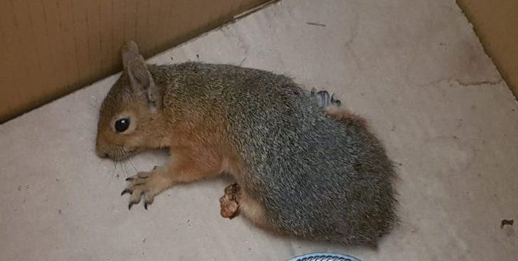 Vatandaşların yaralı olarak bulduğu baykuş, leylek ve sincap tedaviye alındı G4