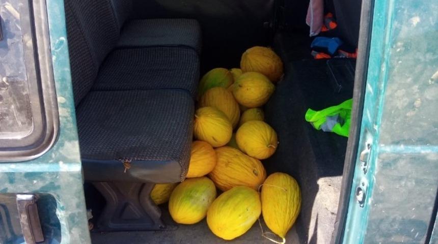 Tarladan kavun &ccedil;alarken su&ccedil; &uuml;st&uuml; yakalandı