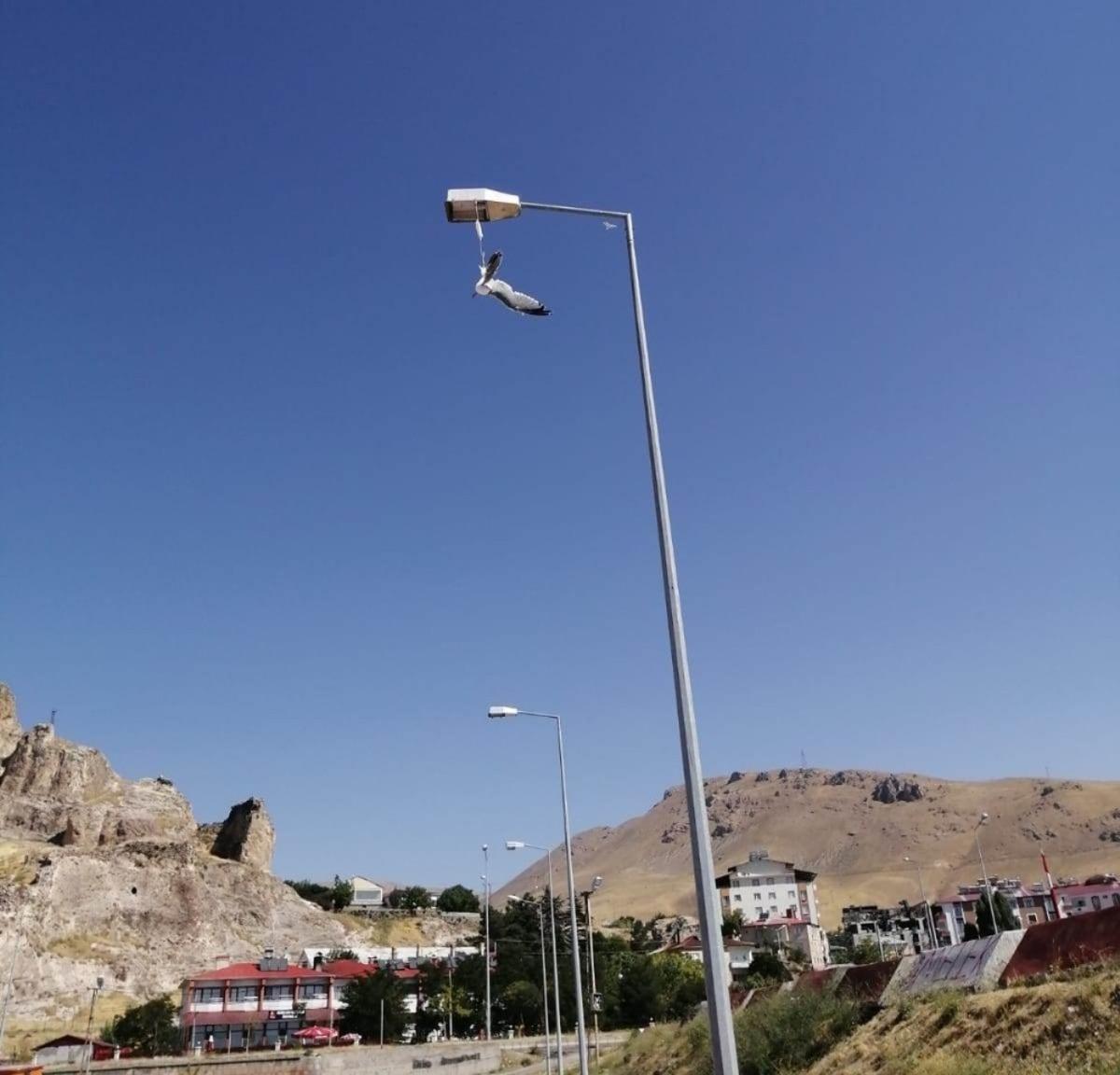 Bitlis&rsquo;te yere atılan maske martının ayağına takılmasıyla konduğu direkte mahsur kaldı