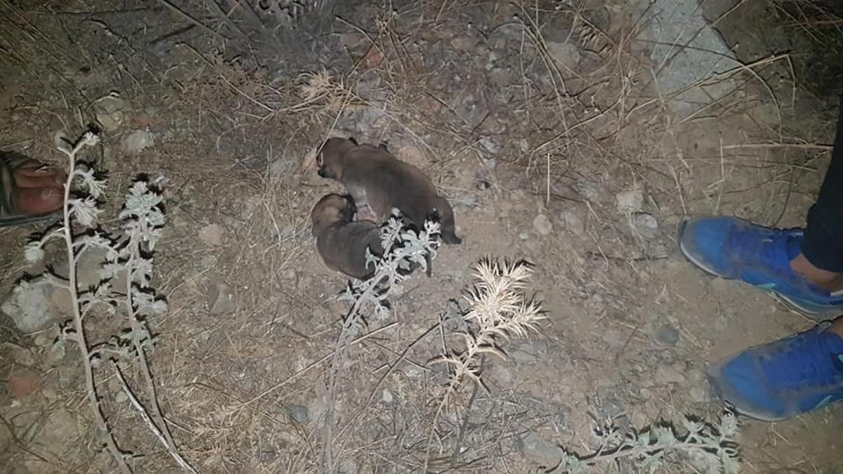 &Ccedil;ocukların duyarlı davranışı yavru k&ouml;pekleri kurtardı