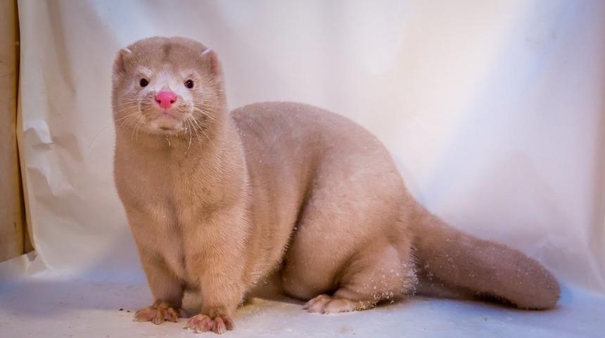 1,5 milyon hayvanın itlaf edildiği Hollanda'da vizon &ccedil;iftlikleri tamamen kapatılıyor