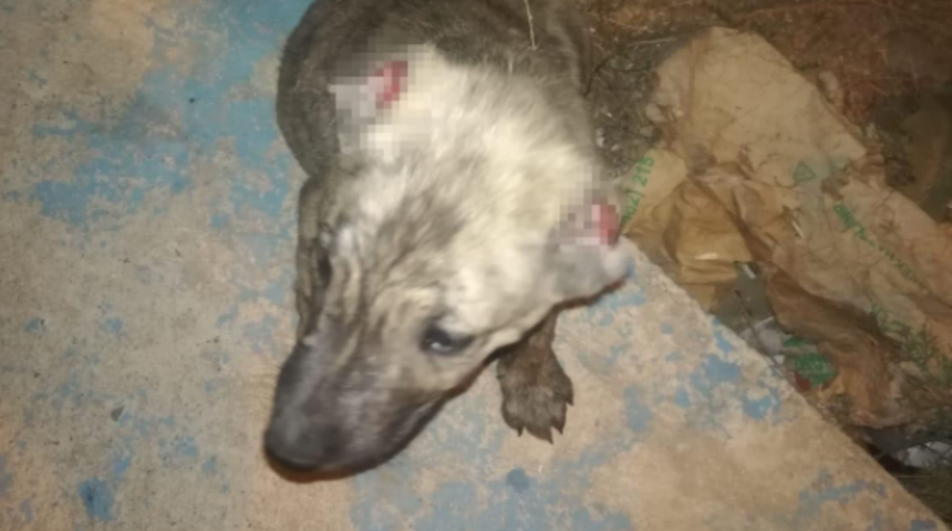 Batman'da vahşet! Yavru köpeklerin kulaklarını kestiler