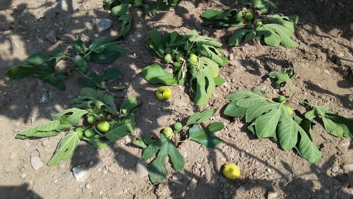 &Ccedil;ift&ccedil;ilerin imdadına avcılar yetişti