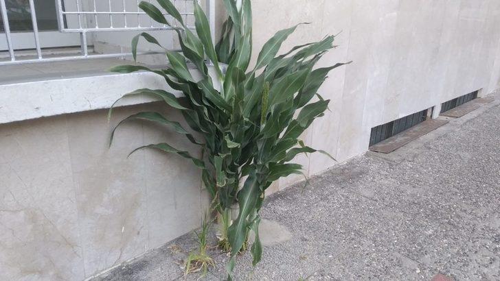 Kaldırımda yetişen Akdarı görenleri şaşırtıyor G1