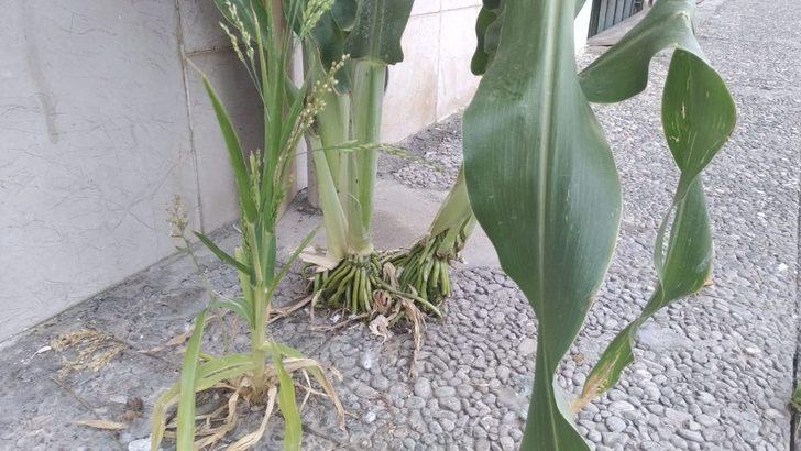 Kaldırımda yetişen Akdarı görenleri şaşırtıyor G2