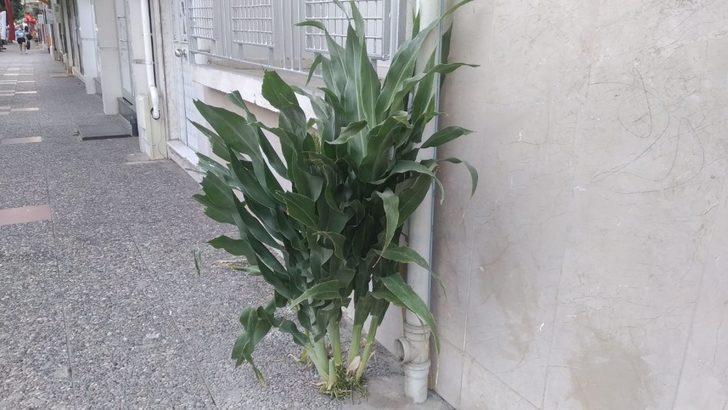 Kaldırımda yetişen Akdarı görenleri şaşırtıyor G3