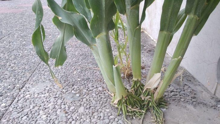 Kaldırımda yetişen Akdarı görenleri şaşırtıyor G4