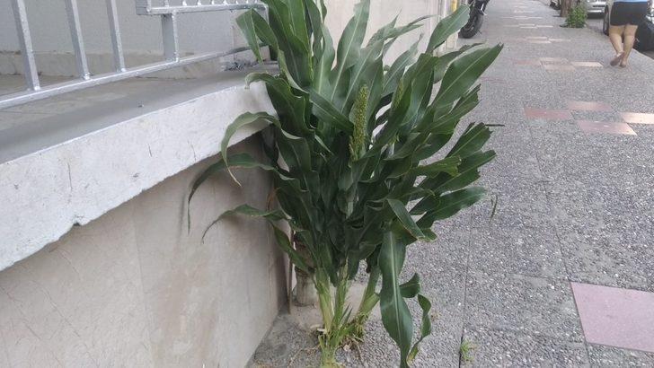 Kaldırımda yetişen Akdarı görenleri şaşırtıyor G5