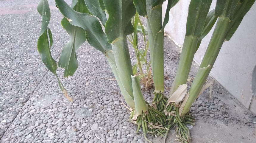 Görenler şaşırıyor: Beton yapılara kafa tutan akdarı bitkisi