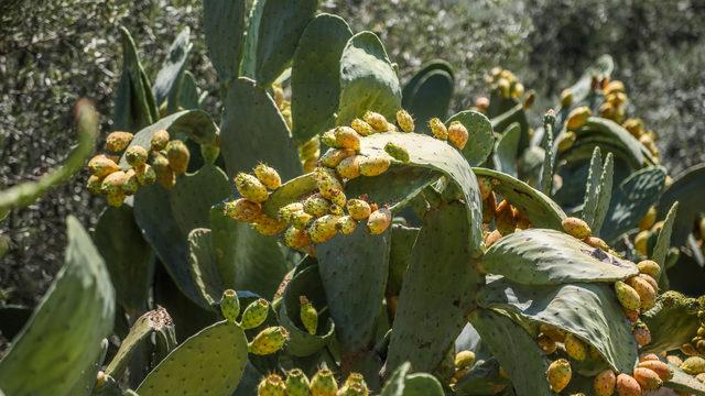 Vücutta iyi gelmediği bir şey yok! Tanesi 2 liradan satılıyor